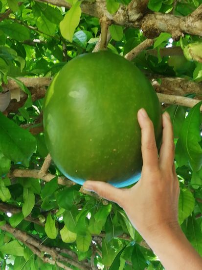 Was sind das für Dinger? Wir fragen die Kinder, aber die wissen es nicht. Später fragen wir Susi, aber sie kann es uns auch nicht sagen...