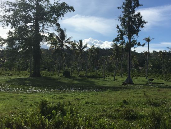Ein Blumenmeer—Susi erklärt, dass man hiervon ein Foto machen soll, bevor man heiratet
