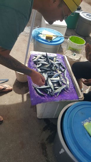 Obwohl heute Mittwoch ist, gibt es Fisch auf dem Markt...und der Kameramann prüft die Frische und Qualität der angebotenen Ware (am Liebsten würde er gleich wieder „losbruzzeln“ und uns ein herrliches Gericht zaubern...den der Kameramann ist auch noch mein Koch