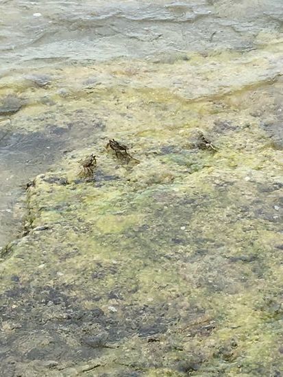 Flinke Krabben säumen den Strand und verstecken sich in Überresten der Zivilisation...