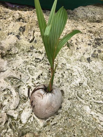 ...so überleben Kokosnusspalmen, geschützt durch ihre harte und widerstandsfähige Schale, mehrere Wochen der salzigen See und können im Gehäuse Keimen und schon heranwachsen