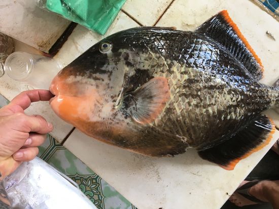 Familie der Drückerfische