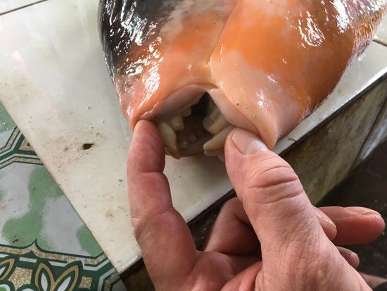 Mit diesem Gebiss knabbert der Drückerfisch z.B. die Korallenriffe an und scheidet danach feinen Sand wieder aus...seine Nahrung besteht weiterhin aus Hartschalen- und Krustentieren, die er mühelos zermalmen kann!