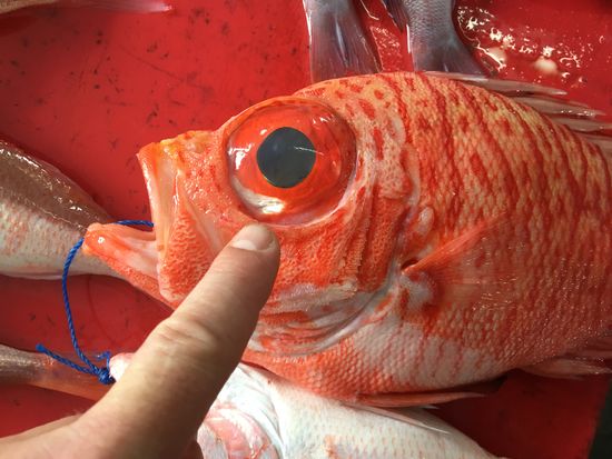 ...was „guggst“ du so