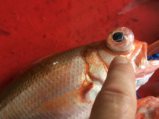 Bei diesen Fischen kommen durch den schnellen Druckausgleich die Augen aus den Höhlen  und die Schwimmblase tritt aus dem Maul.