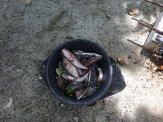 Randy hat soooo viel Fische eingekauft....