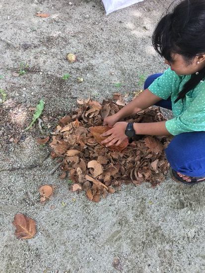 Kokosnussschalen als Grillkohle..