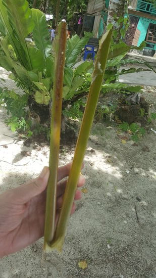 Aus dem Stiel eines Palmblattes wird eine Grillzange gebastelt...