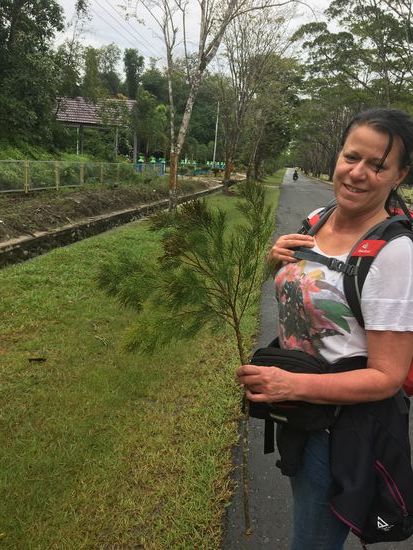 Ein Tannenbäumchen....