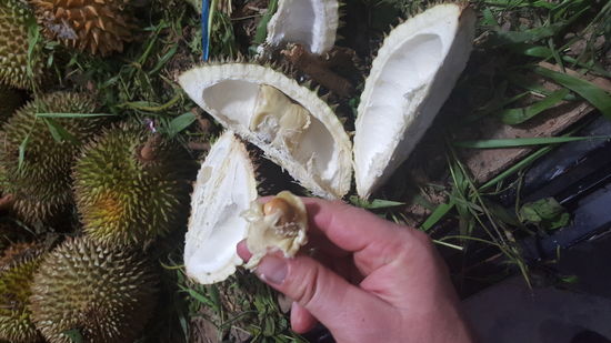 Die Frucht schmeckt ja nicht so toll, aber wir probieren..