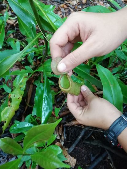 Diese Blume hat einen Kelch, mit dem sie Insekten anlockt und dann einfängt