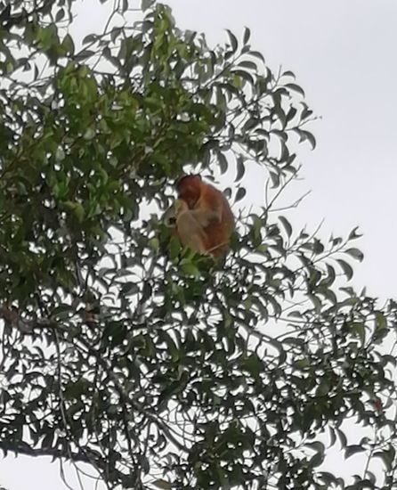 Mutter mit Baby- die Weibchen haben kleinere Nasen