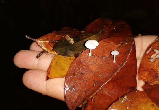 Diese Pilze leuchten im Dunkeln