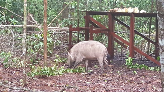 Auch ein Schwein ist zur Stelle und erfreut sich an dem was runterfällt