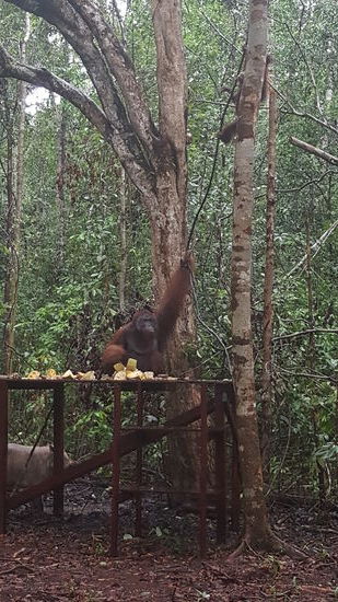 Da kommt noch einer angeturnt
