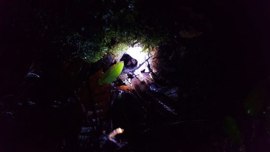 Eine Tarantel in ihrer Höhle