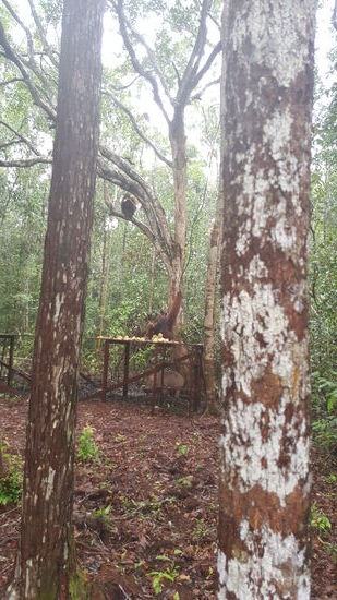 Oben im Baum sitzt ein Gibbon, der guckt sich das Ganze erst an und als er sich sicher wähnt, turnt er runter und holt sich schnell wasvom Essen