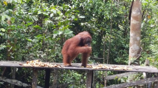 Der freut sich, dass er alles für sich allein hat