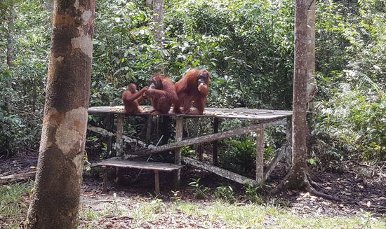 Orang Utan Mütter tragen ihre Kinder bis 7 Jahre bei sich. Sie haben eine enge Bindung.  In dieser Zeit lernen die Jungen alles für ihr Leben