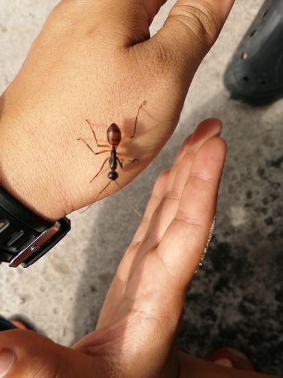 Die Fire- ants : wenn sie beisen, brennt es höllisch.
Ich durfte es abends erleben. Aber der Schmerz ist nur kurz, maximal 5-10 Minuten