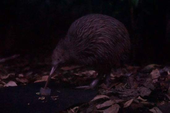 Bessere Fotos kamen bei dem Licht leider nicht heraus...