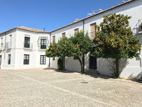 Orangenbäume gibt es hier massenweise...