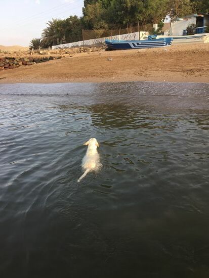 Einige kommen sogar mit mir ins Wasser...verrücktes Rudel, aber Vorsicht: in ihrer Tollpatschigkeit können die Vierbeiner auch mal etwas kratzen
