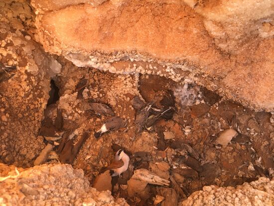 Viele tote Vögel sind hier noch zu sehen...