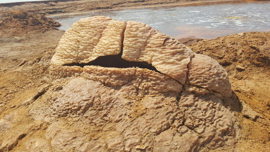 Wir gehen um den See herum. Am anderen Ende finden wir diese „Salzmuschel“