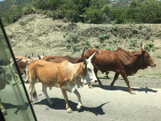 Immer wieder ausgebremst durch Tiere , die über die Fahrbahn laufen...