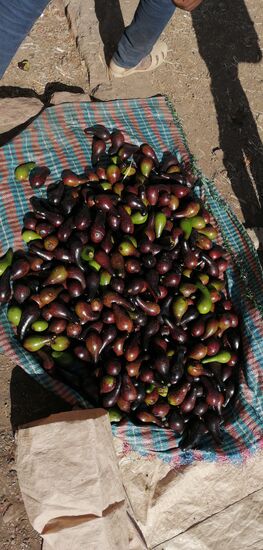 Wir kaufen Bananen, Eier, Tomaten,,Weißkohl, Zwiebeln, Kartoffeln, Mangold und Avocado