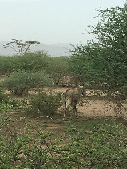 Viele Oryx-Herden überqueren die Strasse...