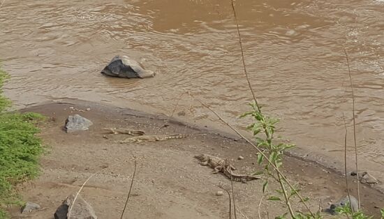 Die Krokodile liegen da faul rum...