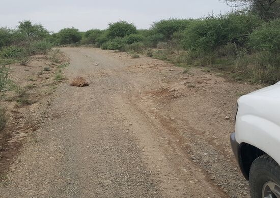 Die überqueren hier häufig die Straße....