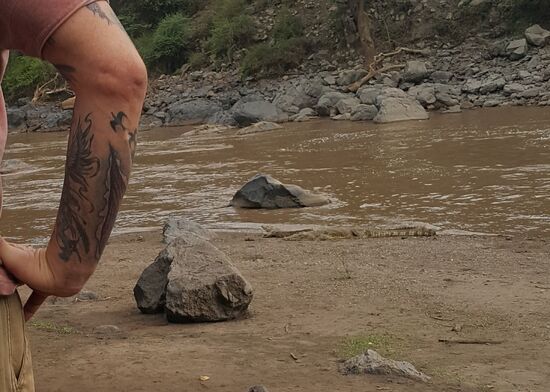 Wir können sehr nah an die Krokodile rangehen