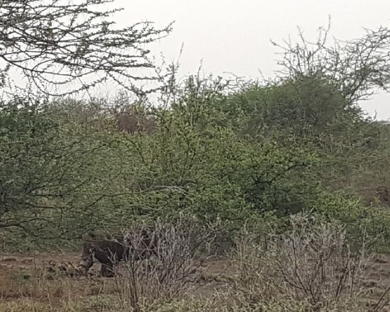 Da ist “Pumba”!!! Das Warzenschwein mit den gebogenen Stoßzähnen!