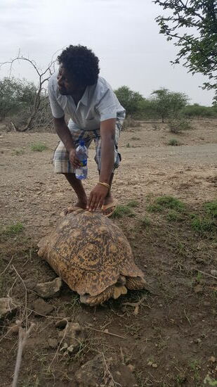 Die können ganz laut fauchen....
