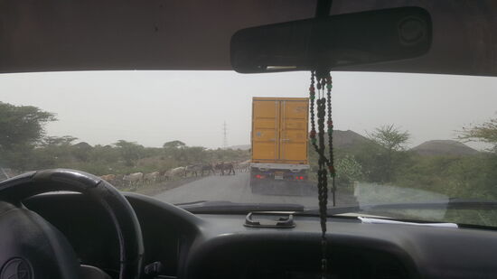 Viehherden überqueren die Straße....