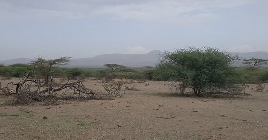 Ein Rudel Perlhühner oder so  Vögel....