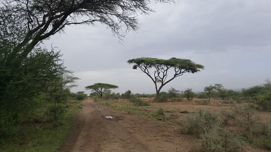 Die typischen Afrika-Bäume....