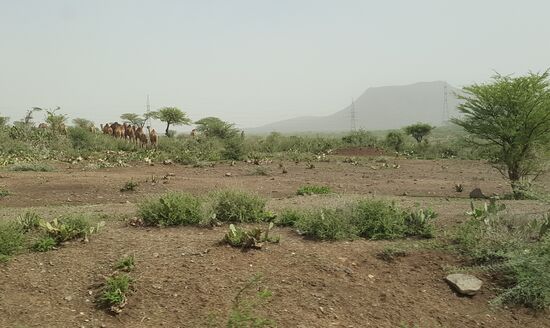Wir sehen unterwegs auch viele Kamele...