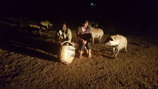 Der junge Mann legt uns Kamelfleisch auf einen Stock und die Hyänen schnappen zu