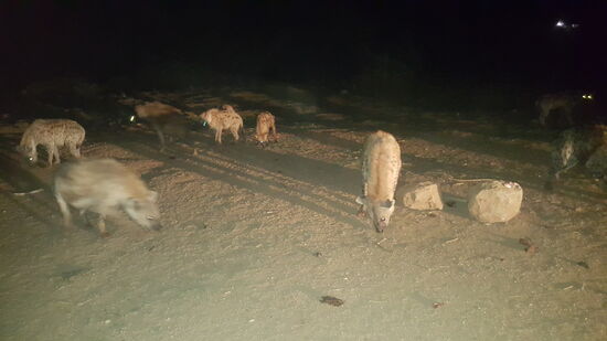 Zum Schluß wird das Kamelfleisch hingeworfen und die Tiere strzen sich darauf.
Jetzt sehen wir auch einige Auseinandersetzungen der Tiere und hören das “Gekichere”, wenn sich eine unterordnet...
