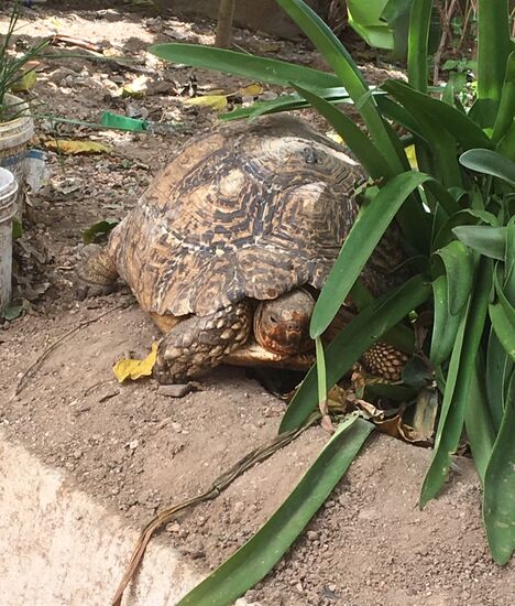 Vor dem Museum wieder so eine große Schildkröte...