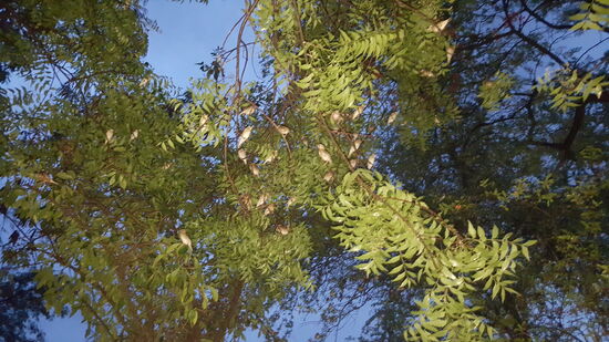 Im Hof unseres Hotels: hunderte von Singvögeln die ein lautes Spektakel machen!