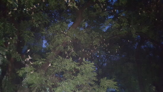 Alle weißen Punkte sind Vögel!