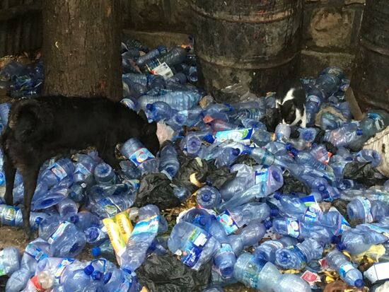 ...in denen Katzen und Hunde nach Brauchbaren suchen...