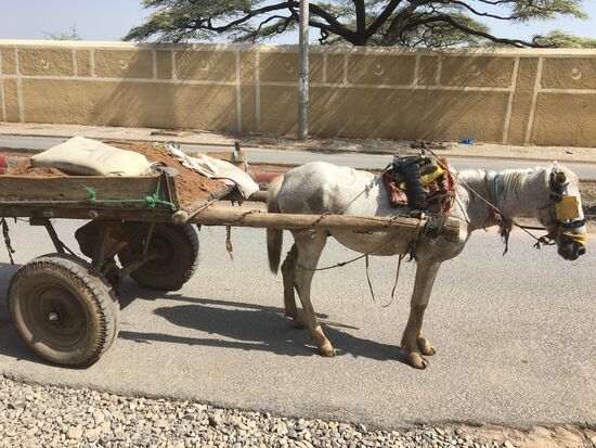 Ein häufiges Transportmittel hier..