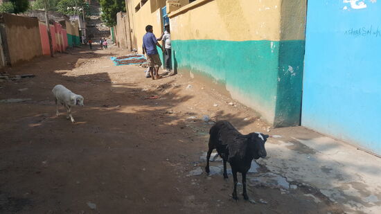Zum Stadtbild gehören immer Ziegen..