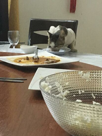 Zum Schluß verlassen alle eilig den Tisch um draußen zu rauchen und die Mieze macht sich über die Reste her...